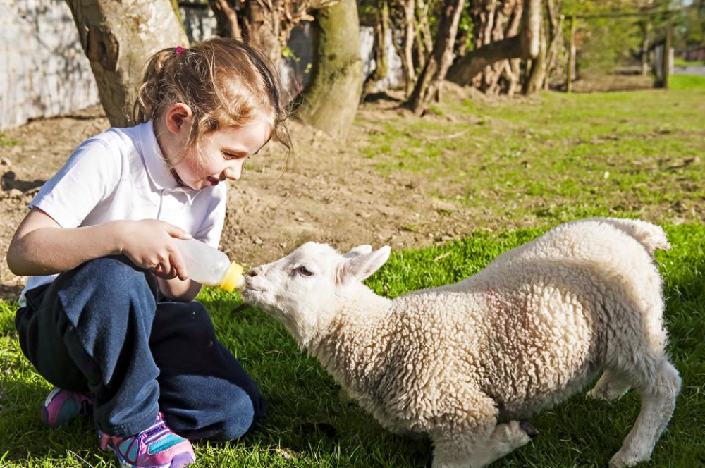 School Visits feeding the Lambs