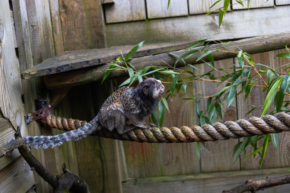 Black Tuffed Marmoset Monkey