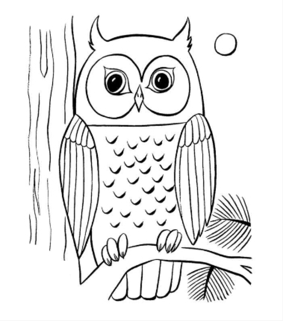 Colouring picture of Owl