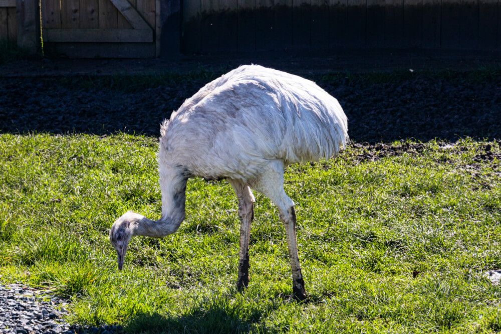 Common Rhea