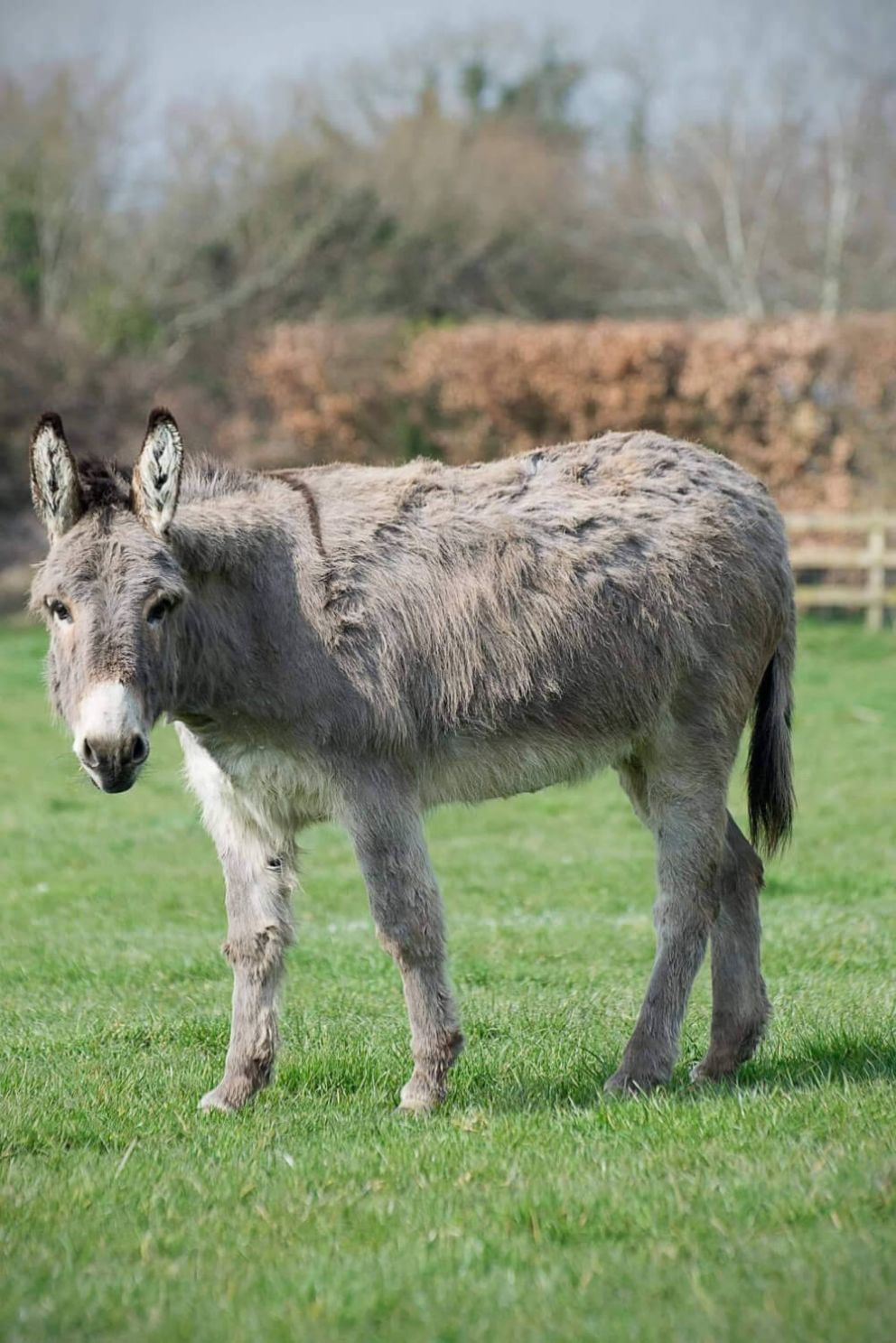 donkey