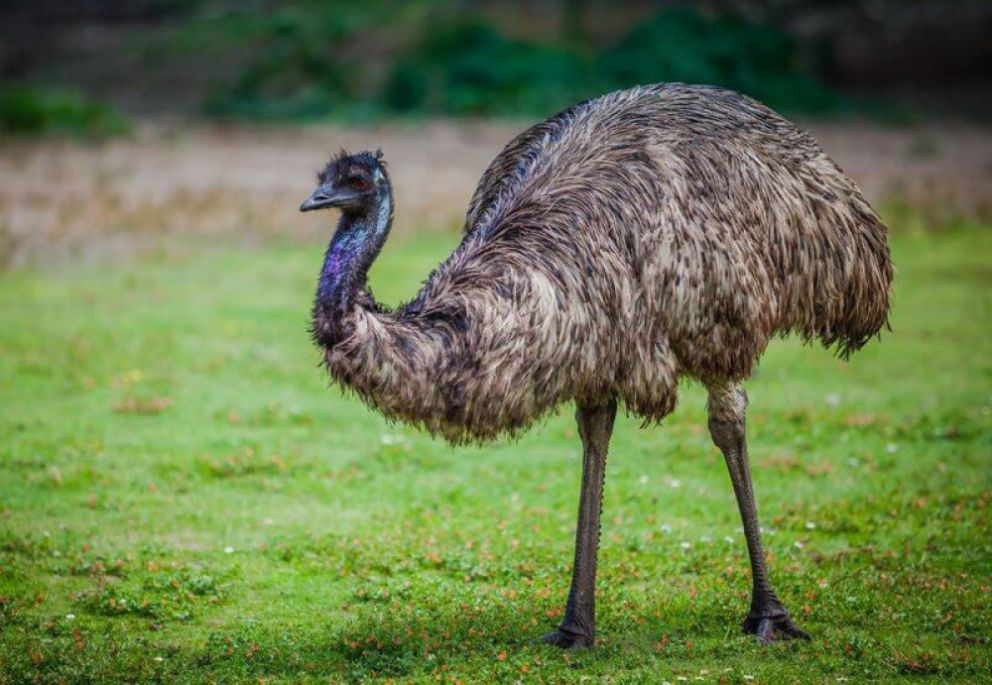 emu