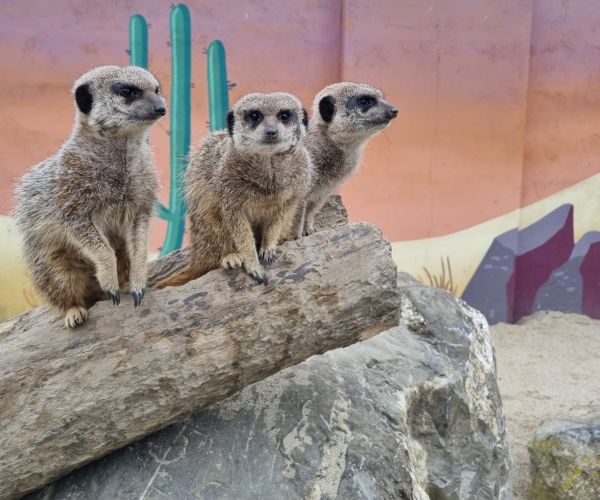 Meerkats