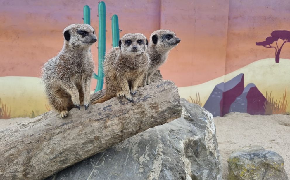 Meerkats