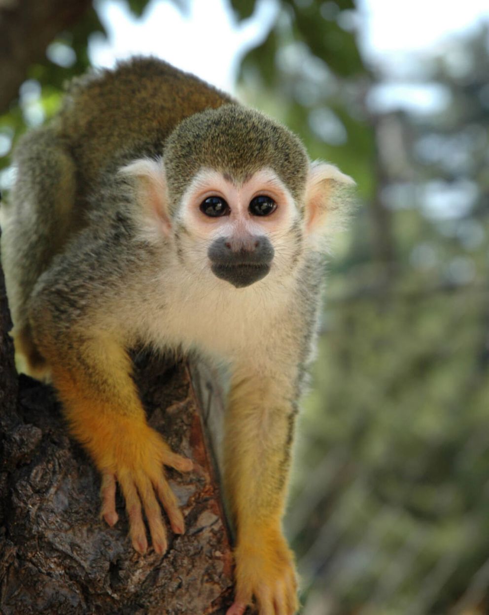 Common Squirrel Monkey