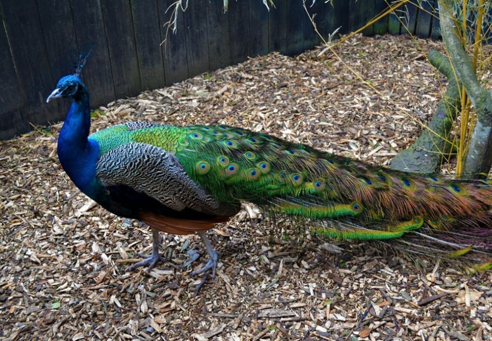 peafowl