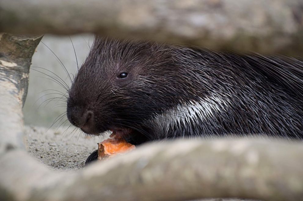 porcupine