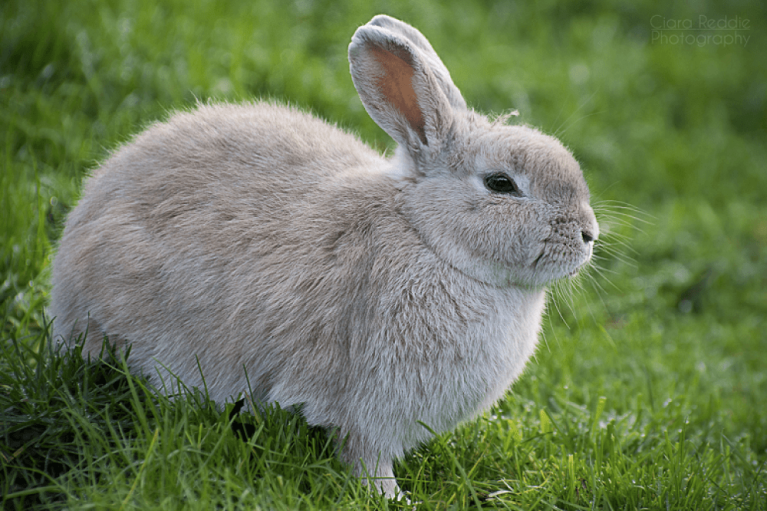 Rabbit