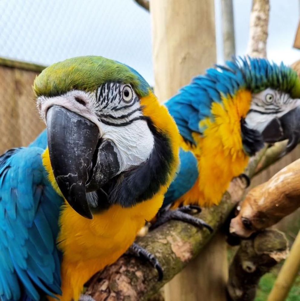 two parrots